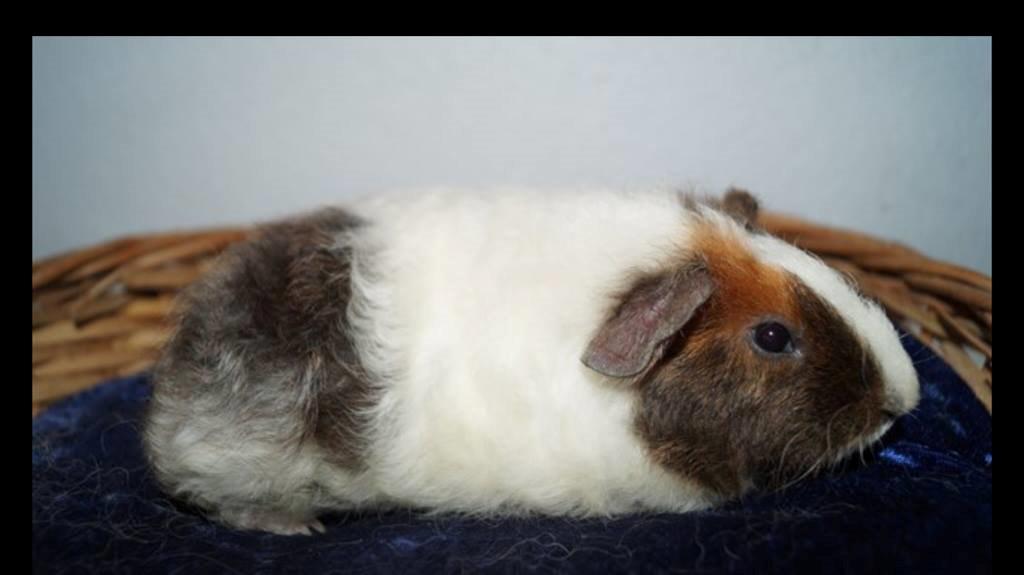 Marsvin Varic billede 1