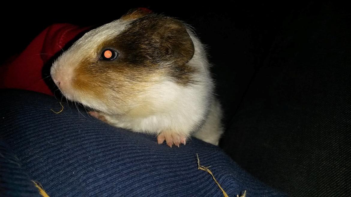 Marsvin Varic billede 3