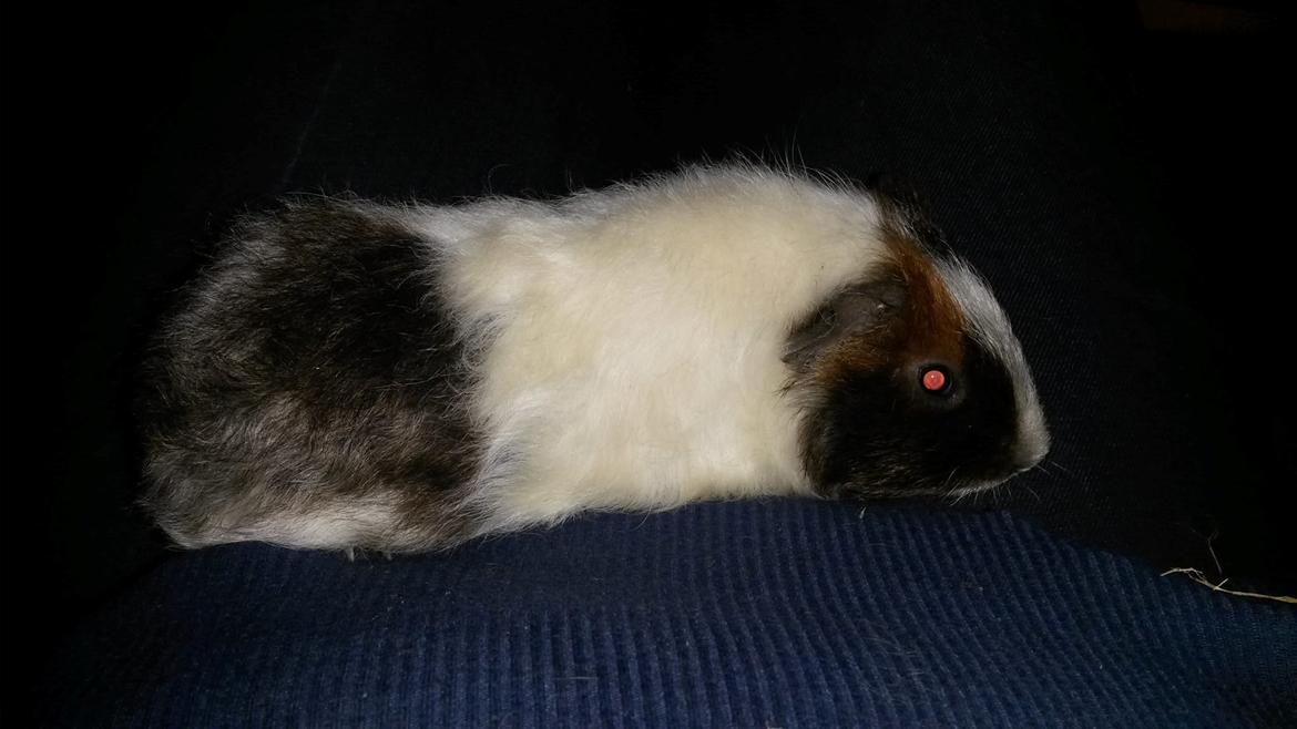 Marsvin Varic billede 4