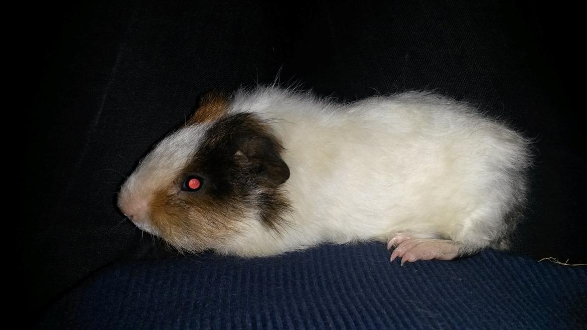 Marsvin Varic billede 5