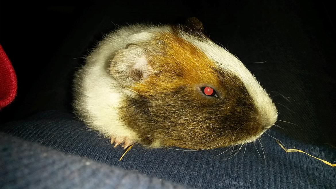 Marsvin Varic billede 2