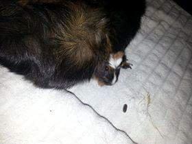 Marsvin The Minnow billede 36