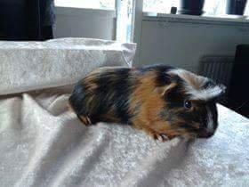 Marsvin The Minnow billede 34