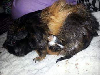 Marsvin The Minnow billede 35