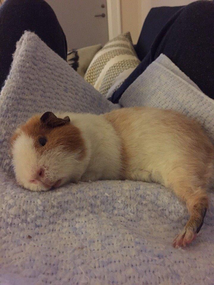 Marsvin Ivan billede 1