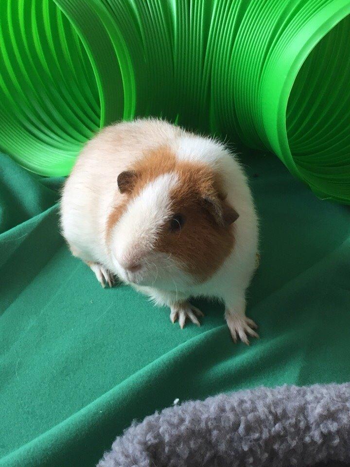 Marsvin Ivan billede 3