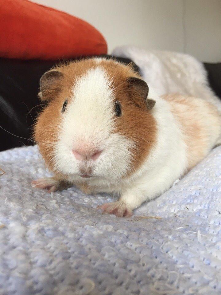 Marsvin Ivan billede 2