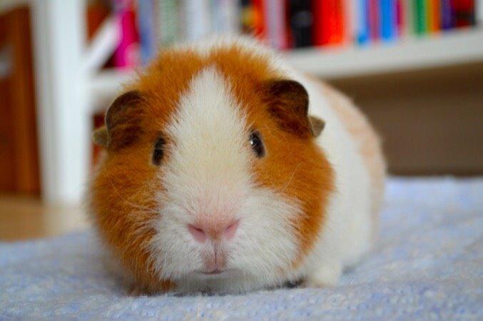 Marsvin Ivan billede 5