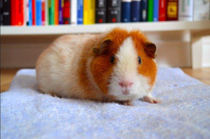 Marsvin Ivan billede 7