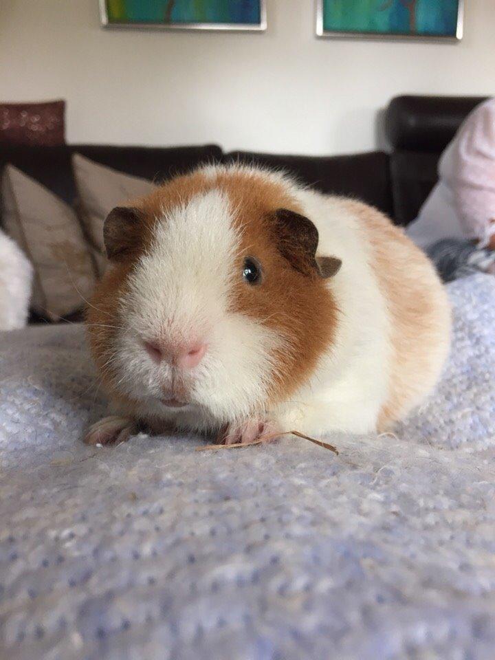 Marsvin Ivan billede 6