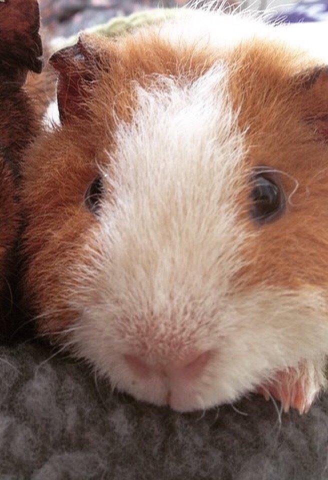 Marsvin Ivan billede 8