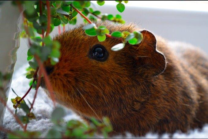 Marsvin Berta billede 1