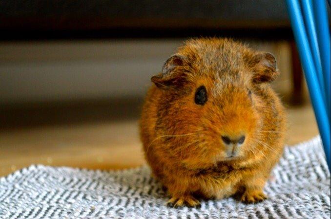 Marsvin Berta billede 2