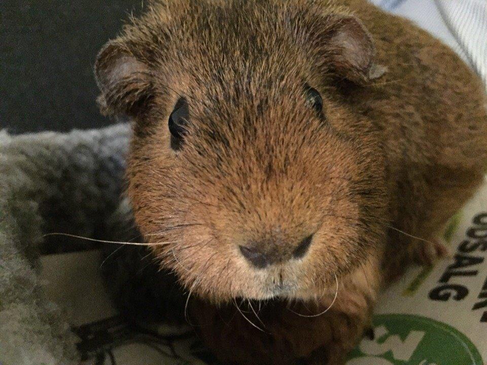 Marsvin Berta billede 3