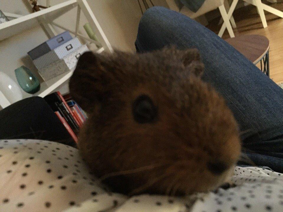 Marsvin Berta billede 5