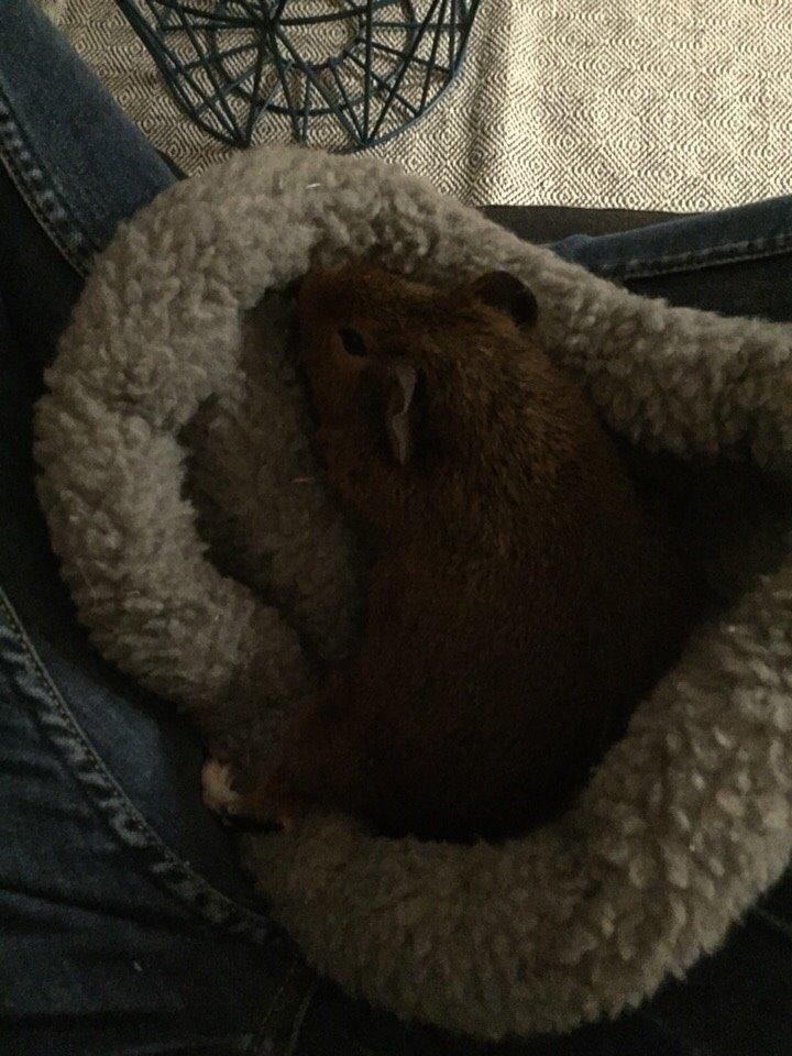 Marsvin Berta billede 4