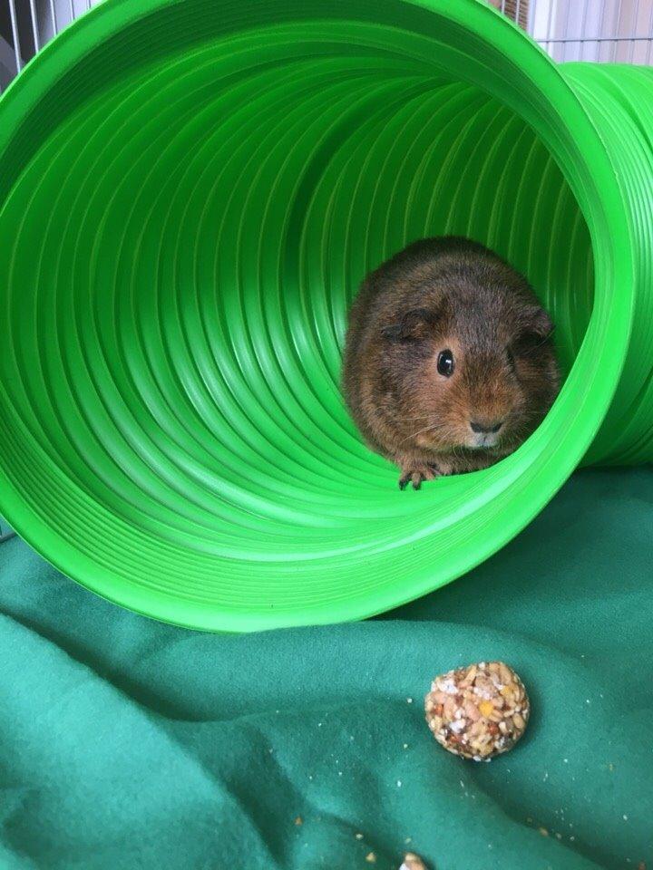 Marsvin Berta billede 6