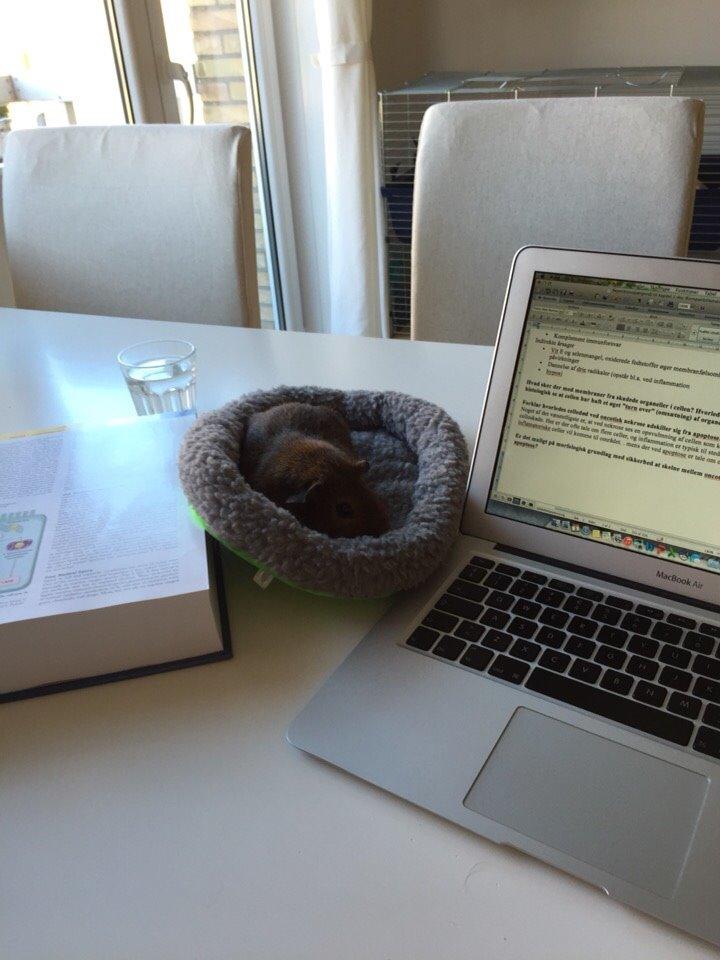 Marsvin Berta billede 7