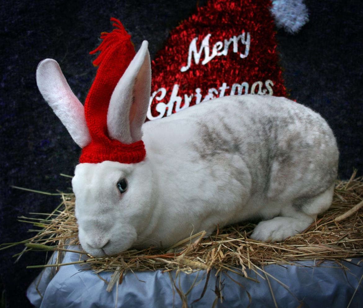 Kanin Alfa Omega "Kæmpe" billede 15