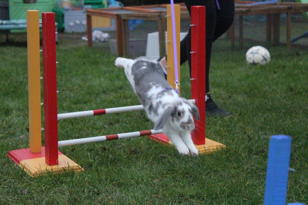 Kanin Smølfehusets Once in a Lifetime of 1D billede 1