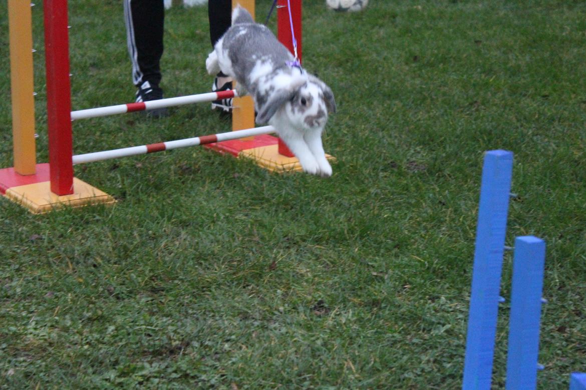 Kanin Smølfehusets Once in a Lifetime of 1D billede 18