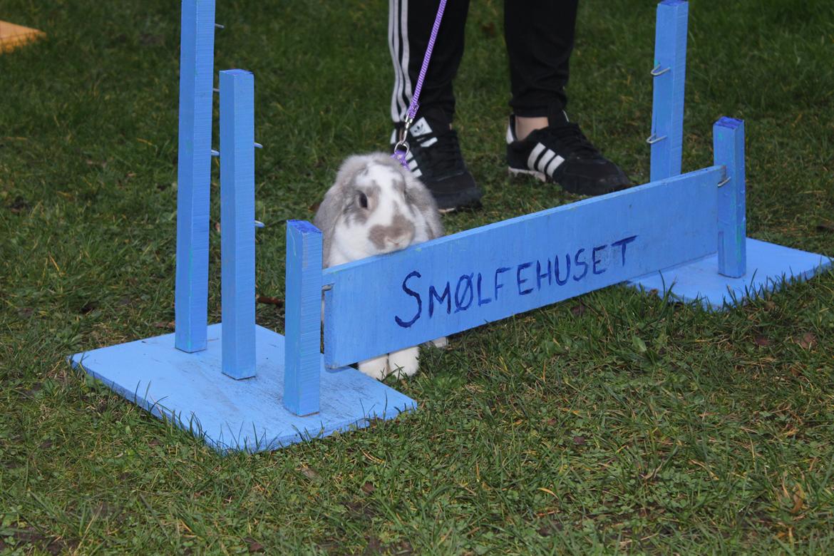 Kanin Smølfehusets Once in a Lifetime of 1D billede 19