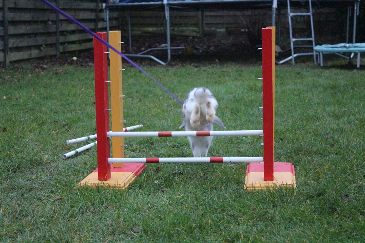 Kanin Smølfehusets Once in a Lifetime of 1D billede 20