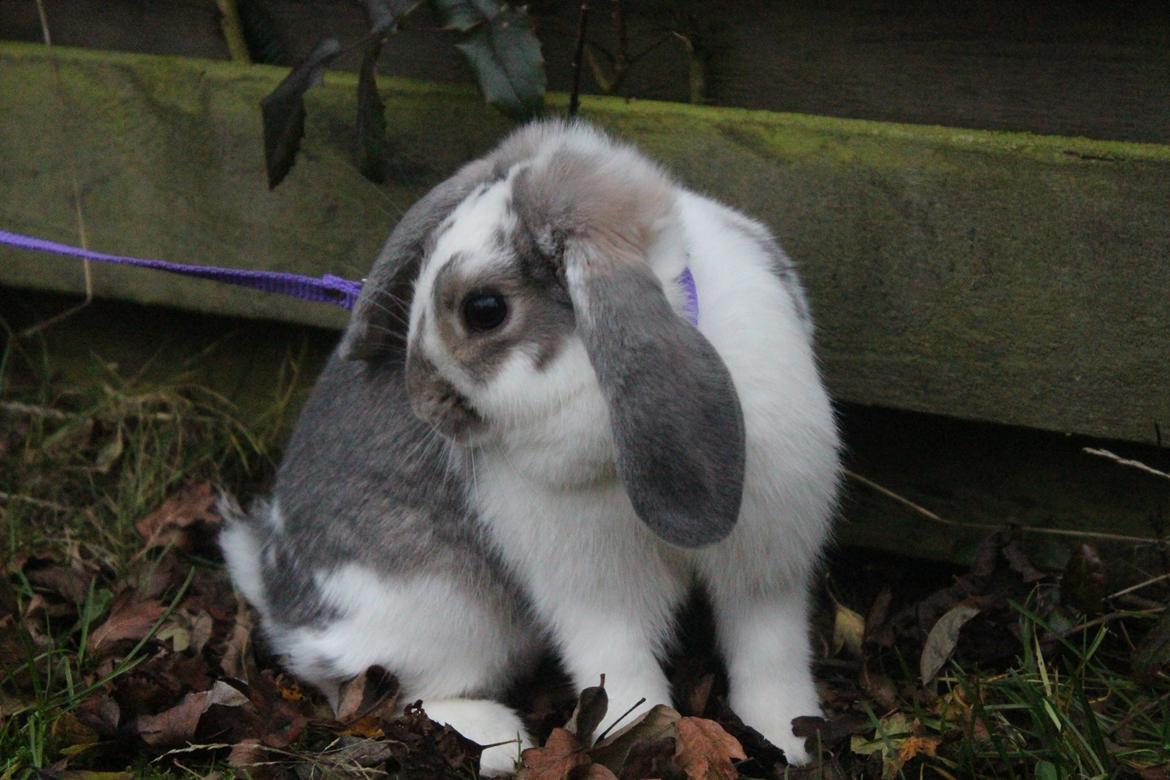 Kanin Smølfehusets Once in a Lifetime of 1D billede 2