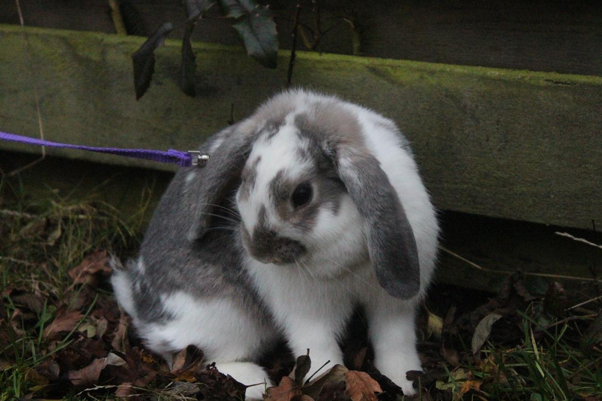 Kanin Smølfehusets Once in a Lifetime of 1D billede 21