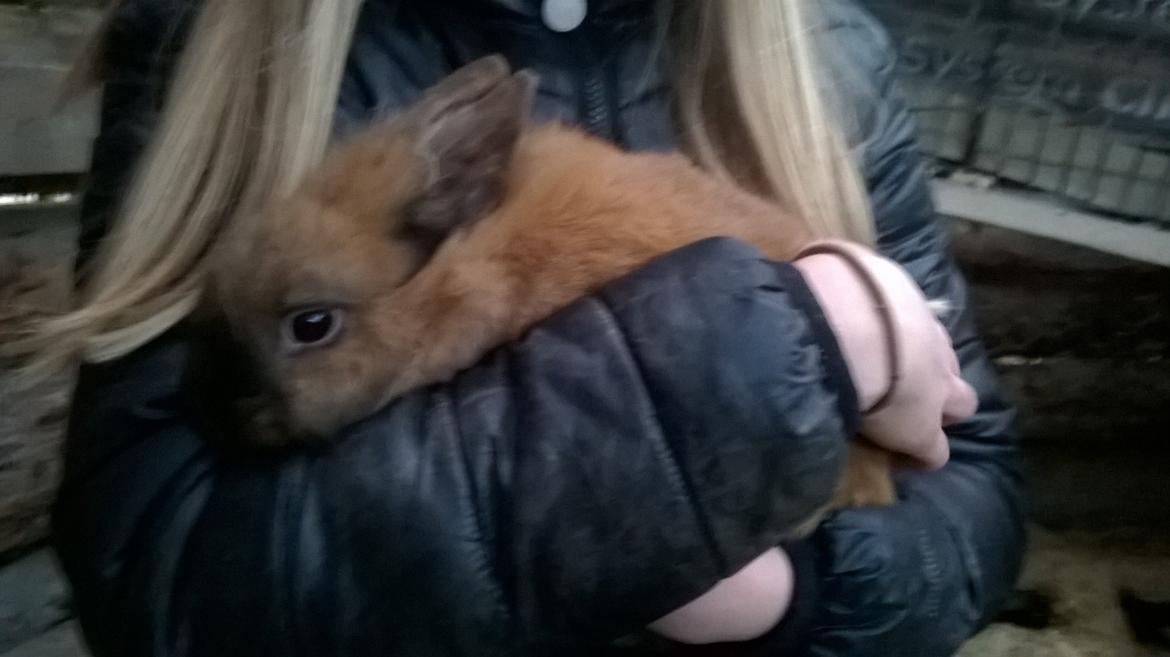 Kanin Farmens Sandy billede 1