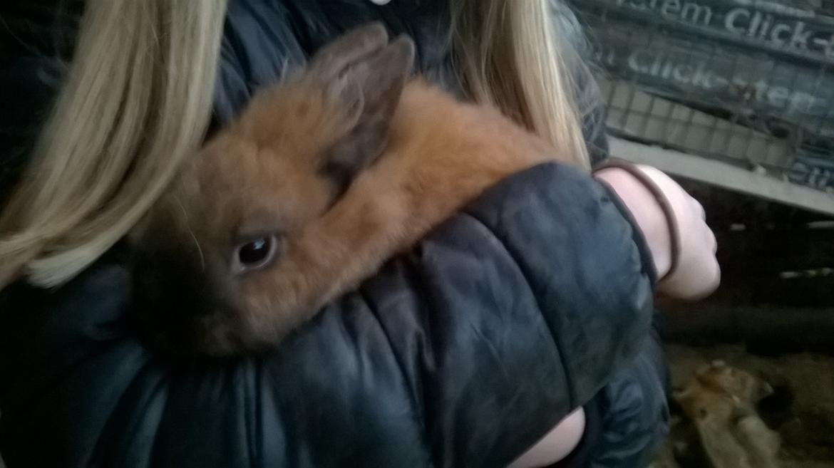 Kanin Farmens Sandy billede 2