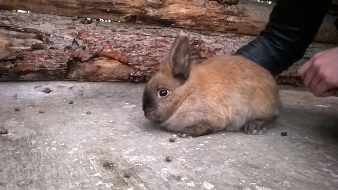 Kanin Farmens Sandy billede 3