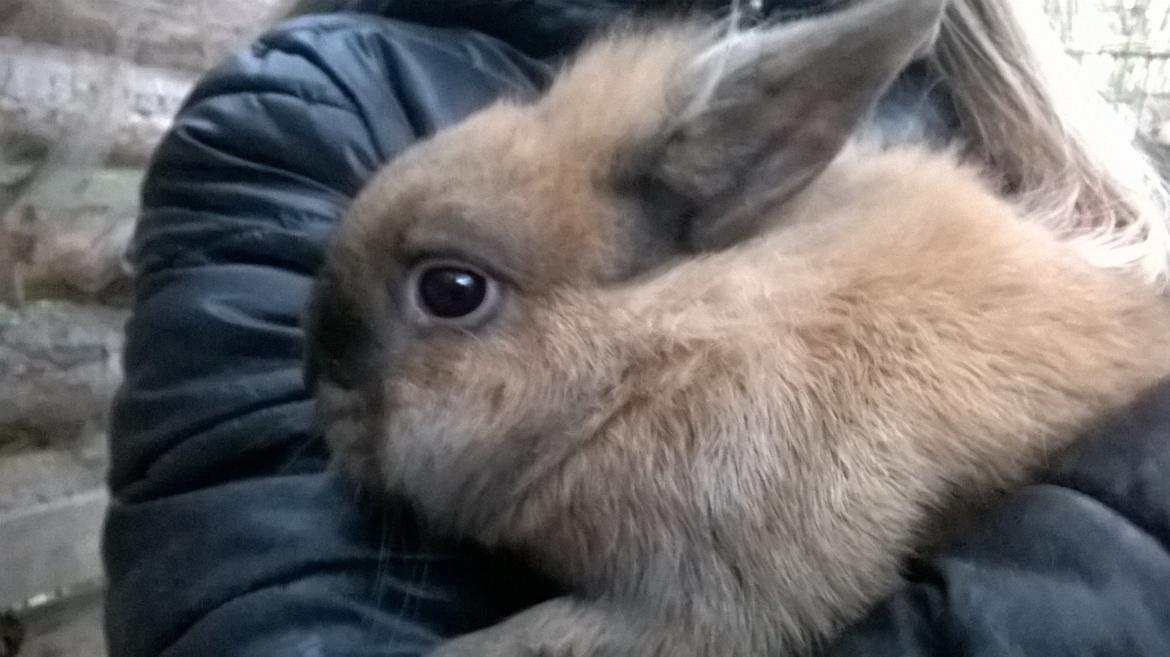 Kanin Farmens Sandy billede 4