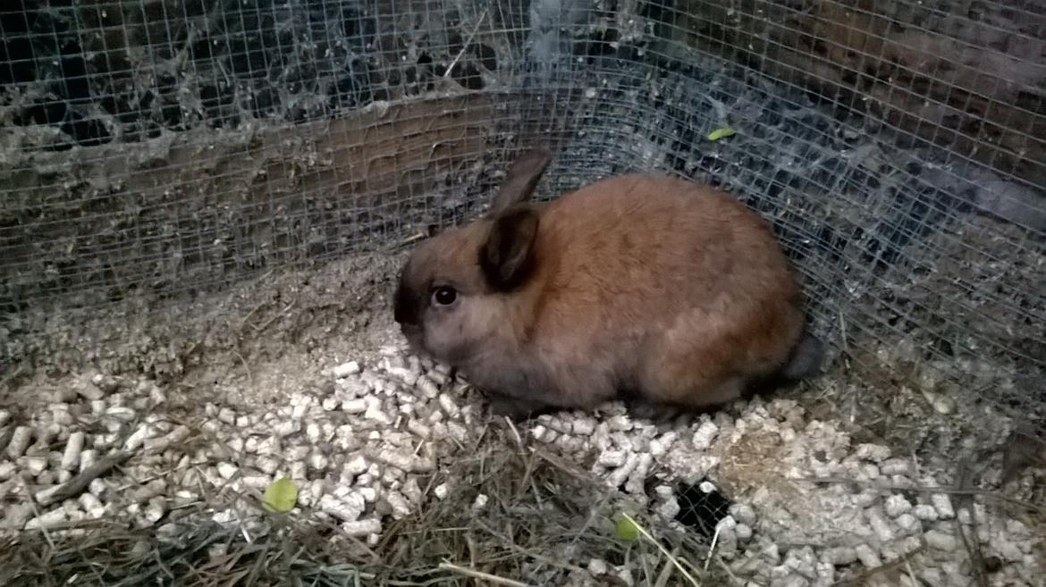 Kanin Farmens Sandy billede 5