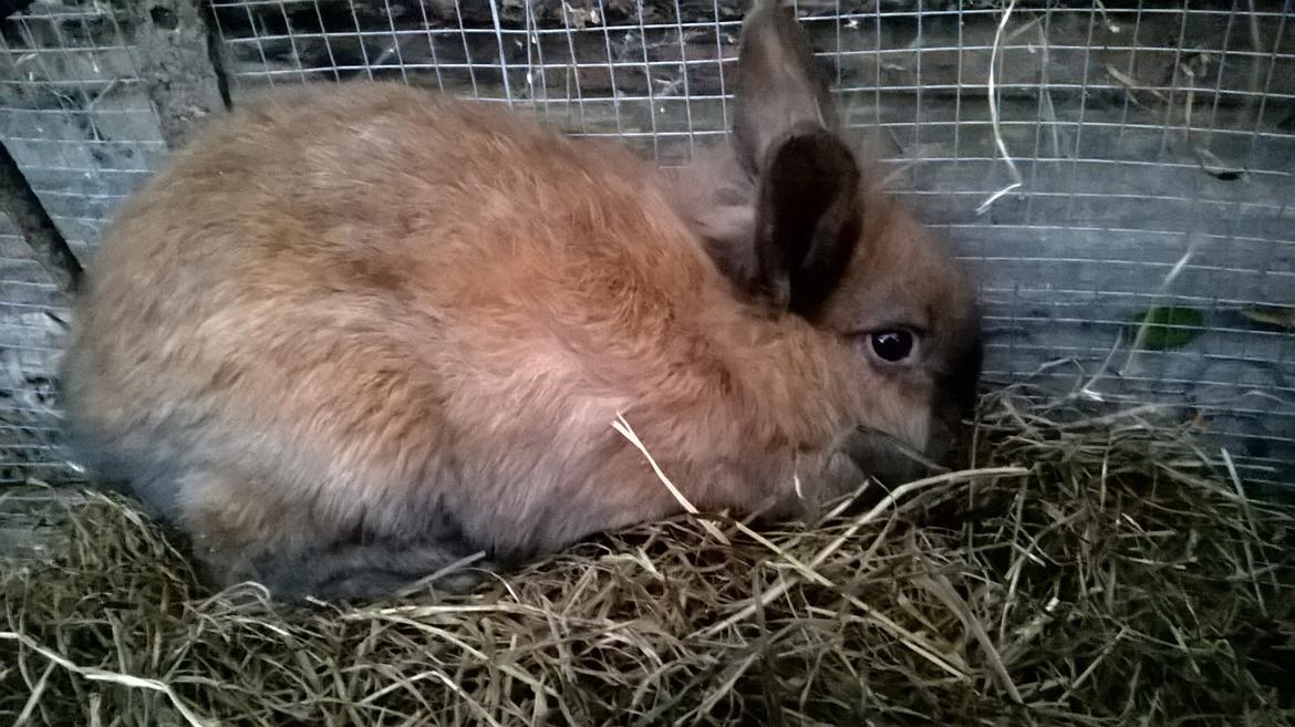 Kanin Farmens Sandy billede 6