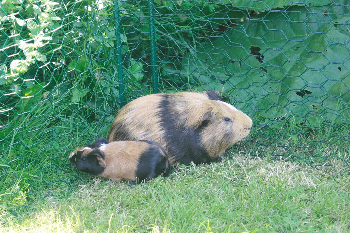 Marsvin Birk - Far og datter på græs sammen for første gang billede 17