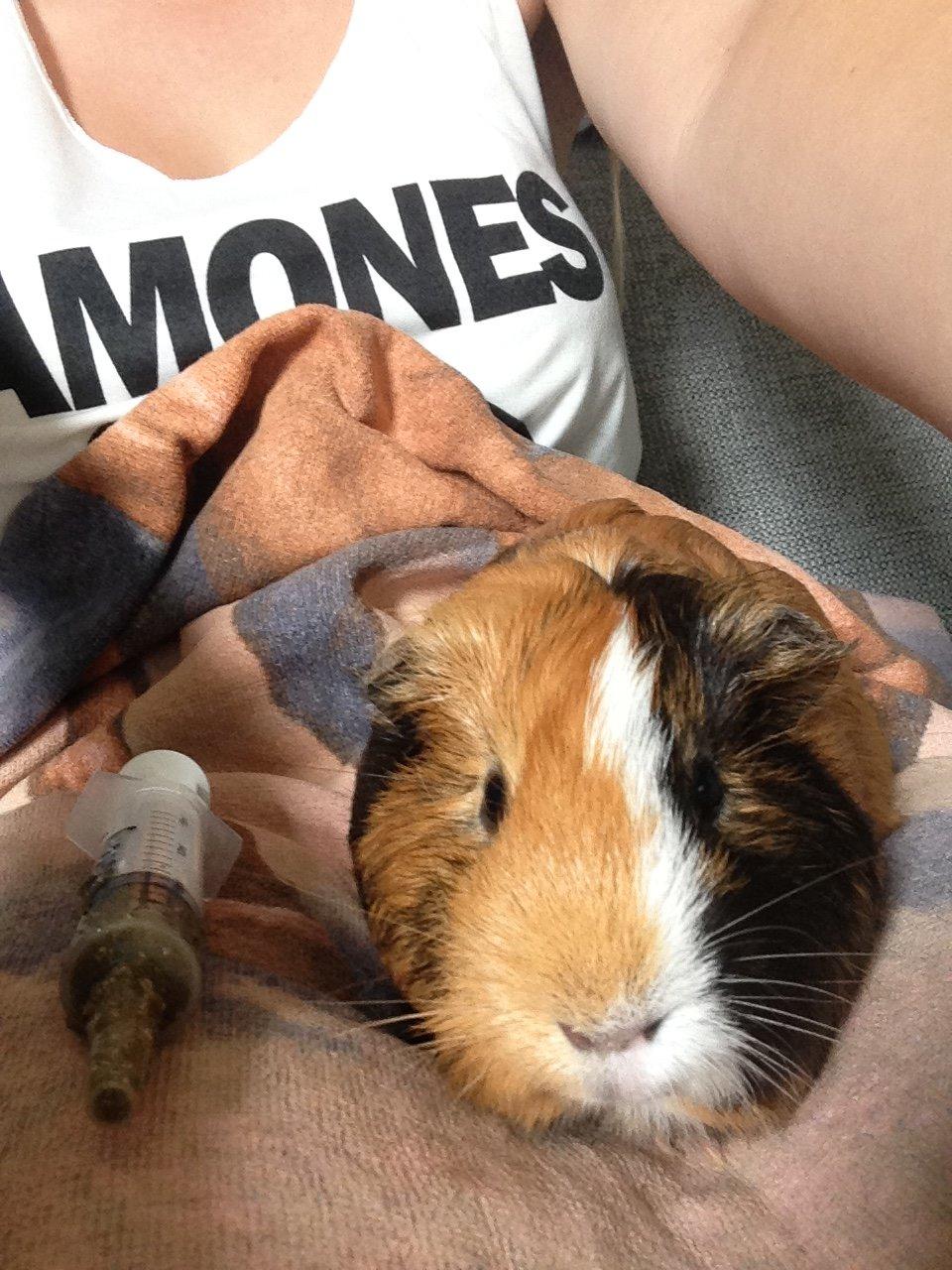 Marsvin Birk billede 20