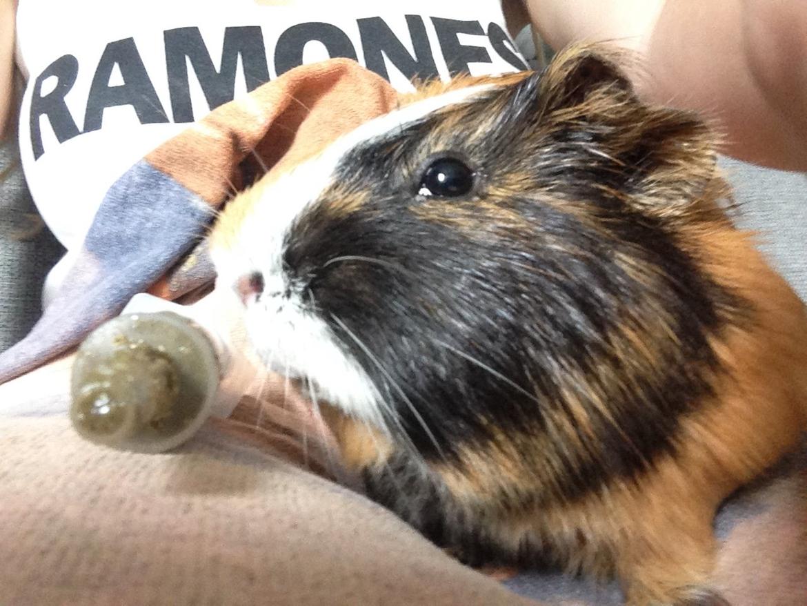 Marsvin Birk billede 21