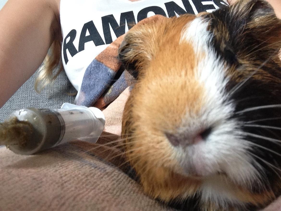 Marsvin Birk billede 22