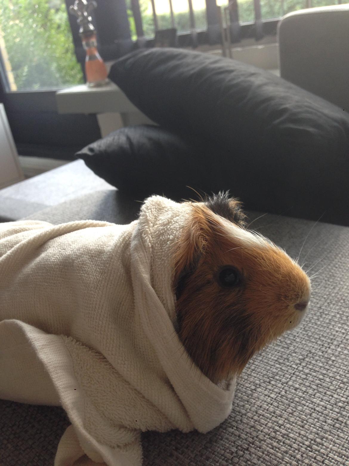 Marsvin Birk - Det er ikke sjovt, når man skal bade billede 23