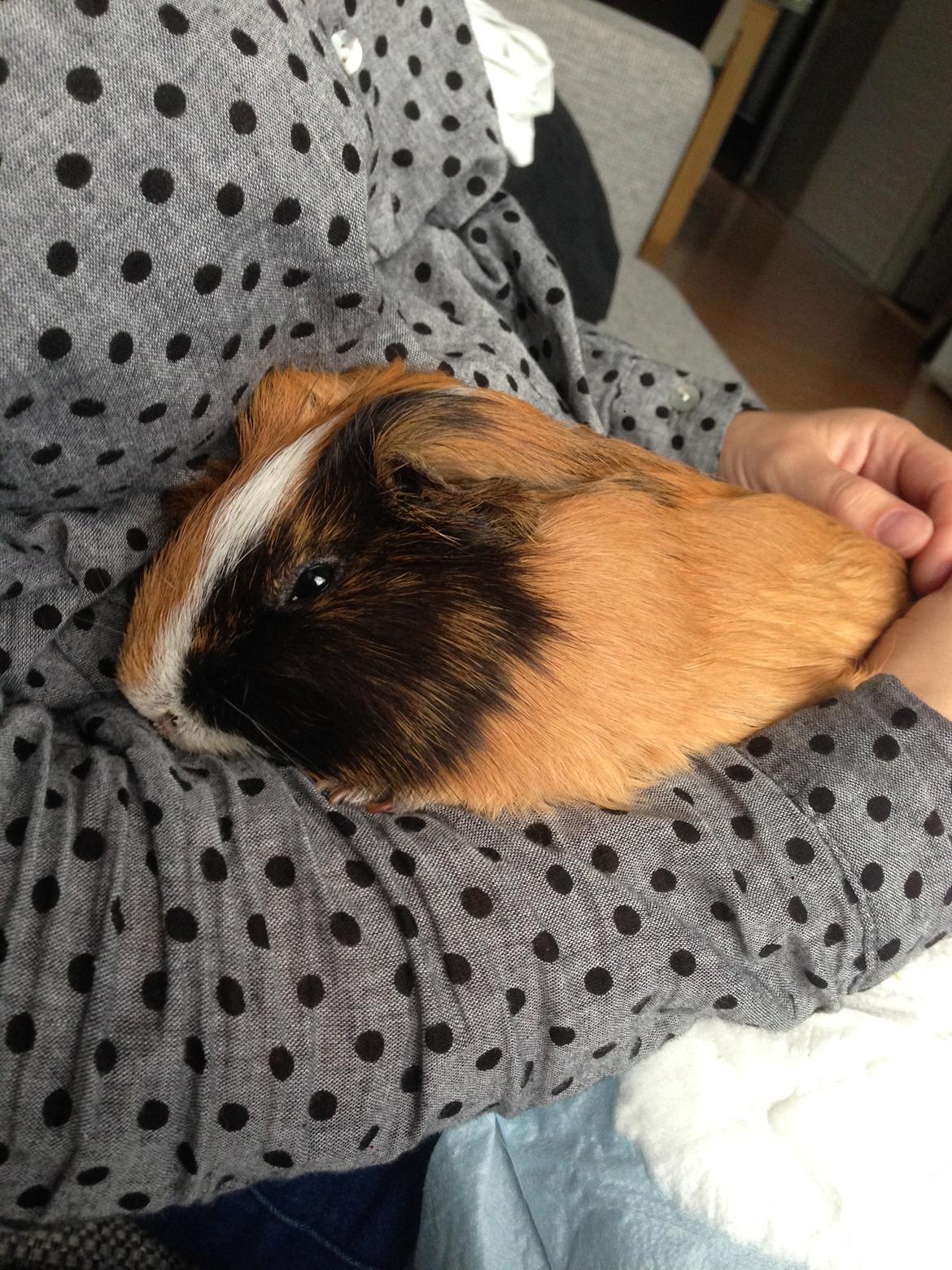 Marsvin Birk - Birk på hans allersidste dag i live billede 24