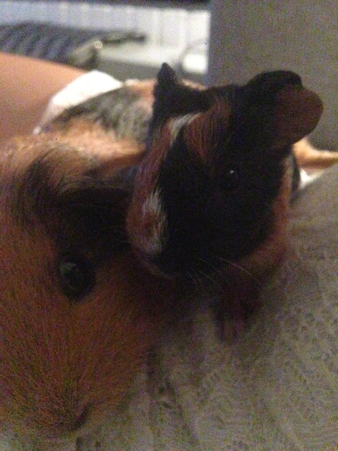 Marsvin Hassel - Dumbo <3 billede 6