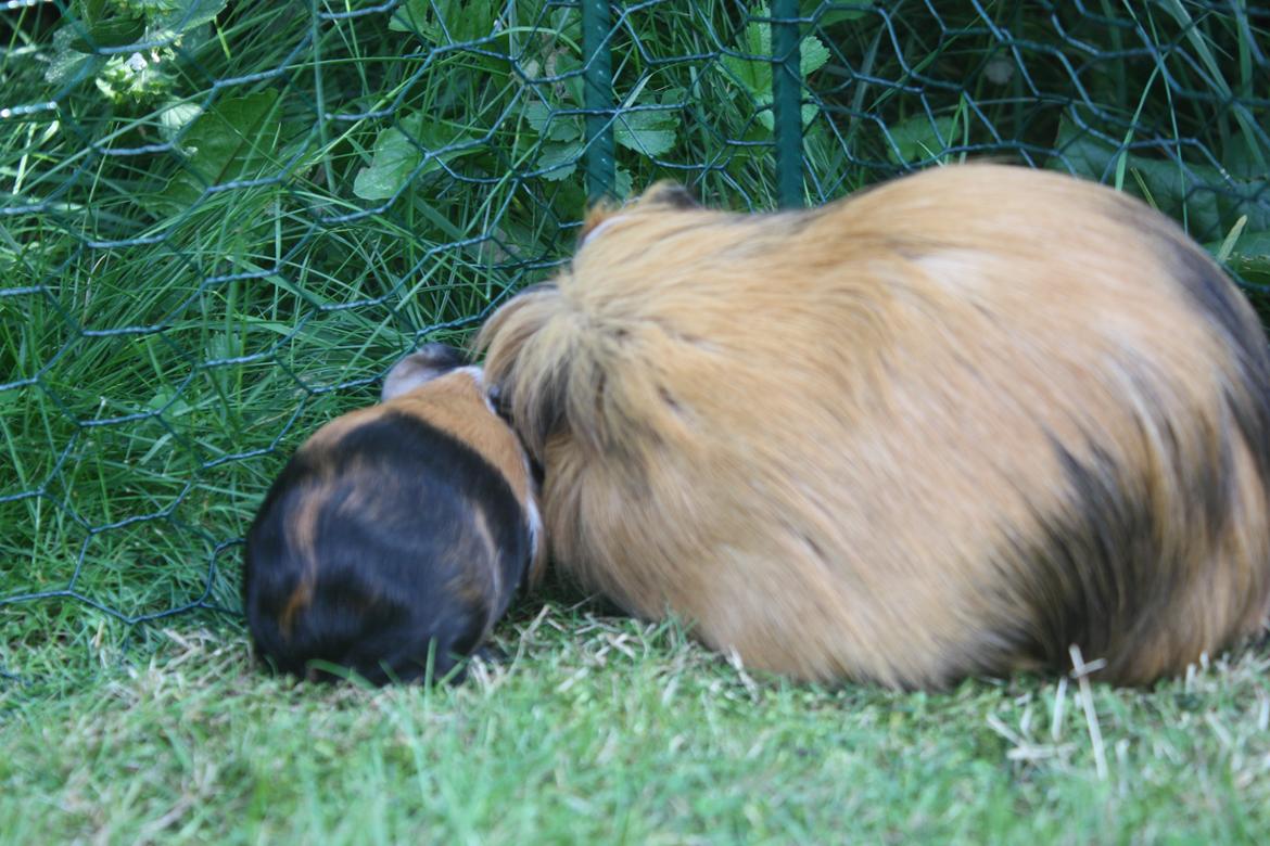 Marsvin Hassel - 'Nu skal far vise dig hvordan man gør' billede 8