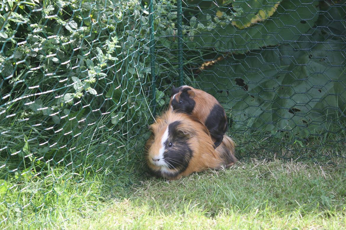 Marsvin Hassel - Det er godt, at far er stor og stærk, hvis det hele bliver lidt for overvældende billede 9