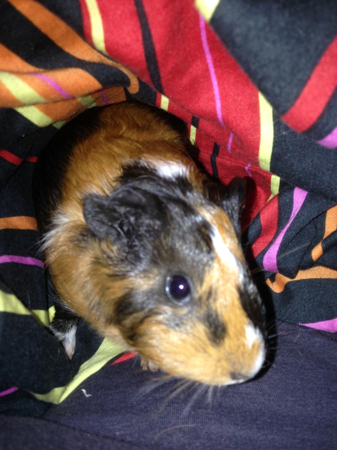 Marsvin Hassel billede 11