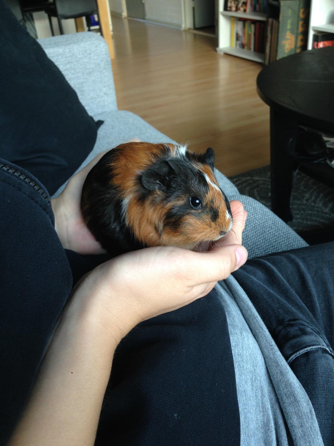 Marsvin Hassel billede 10