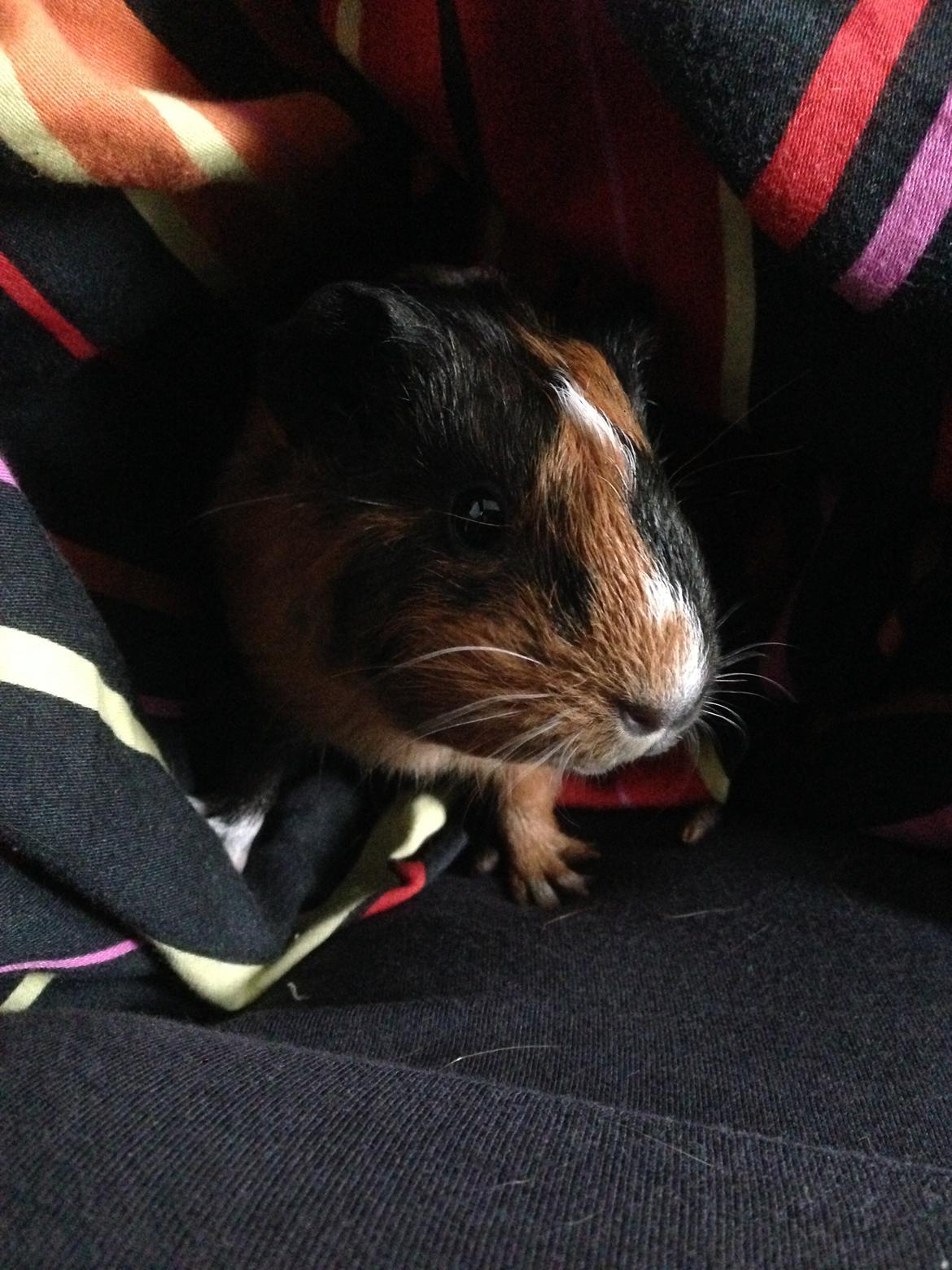 Marsvin Hassel billede 13