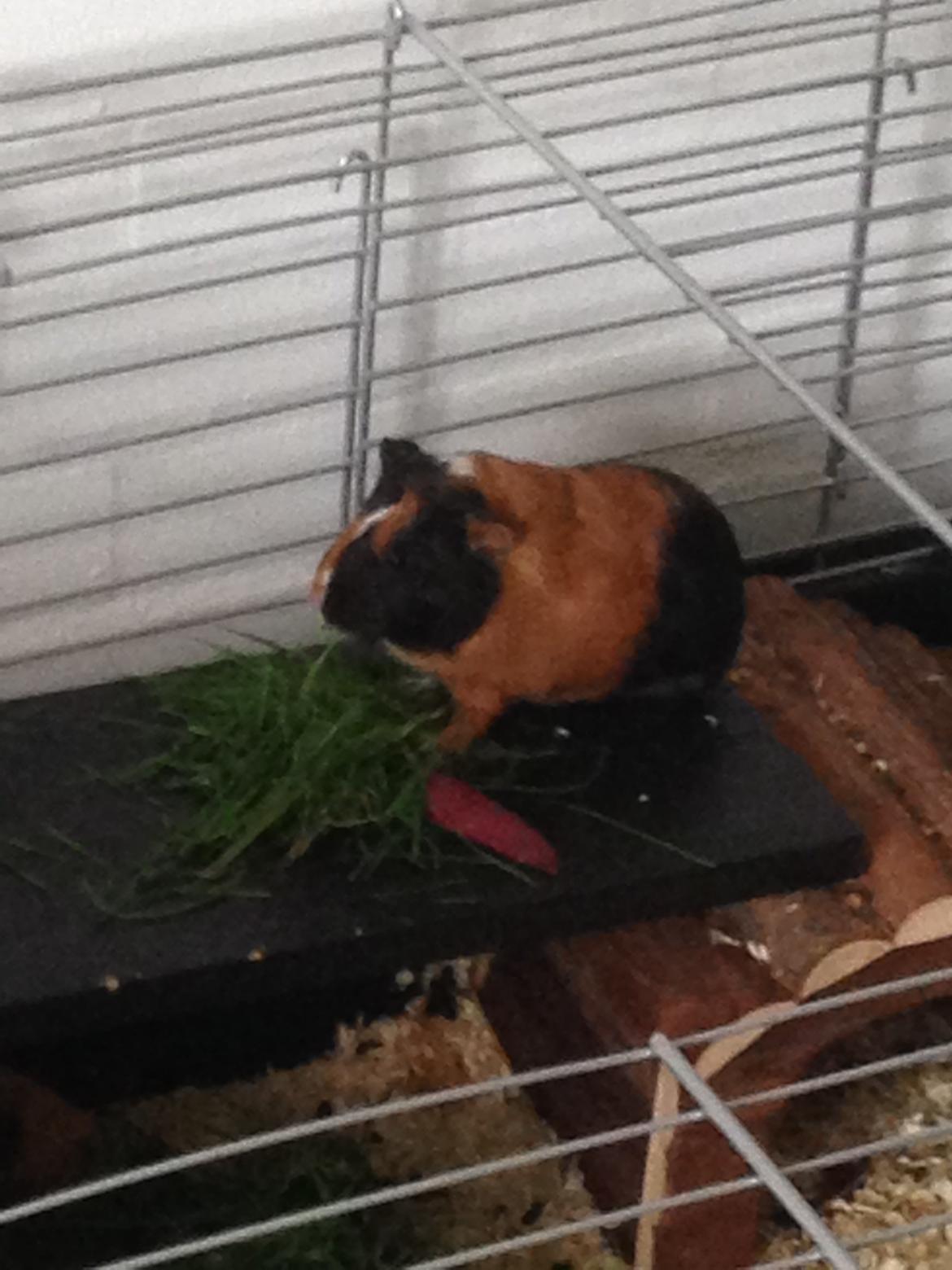 Marsvin Hassel billede 14