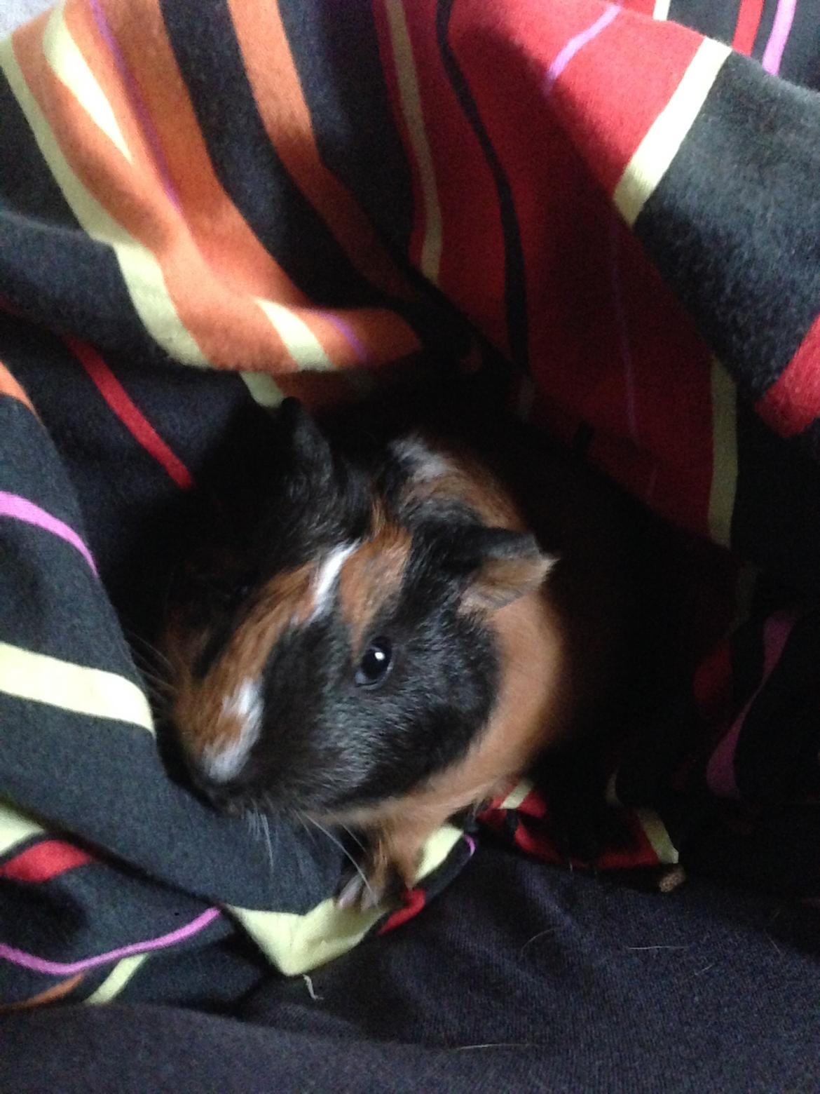 Marsvin Hassel billede 12