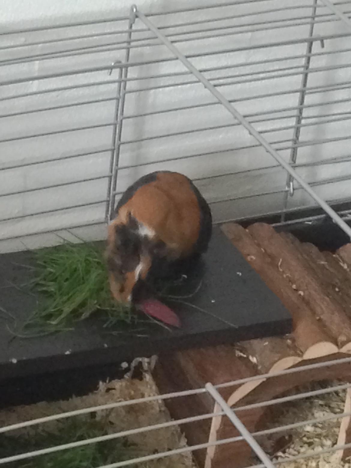 Marsvin Hassel billede 15